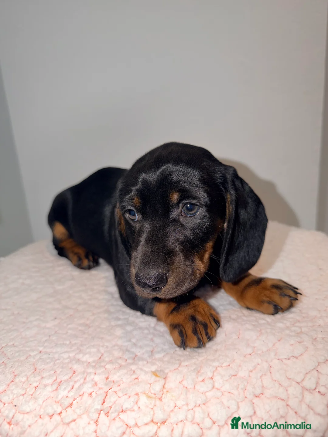 Teckel Miniatura perros en venta: Teckel negro fuego  - Anuncio 4