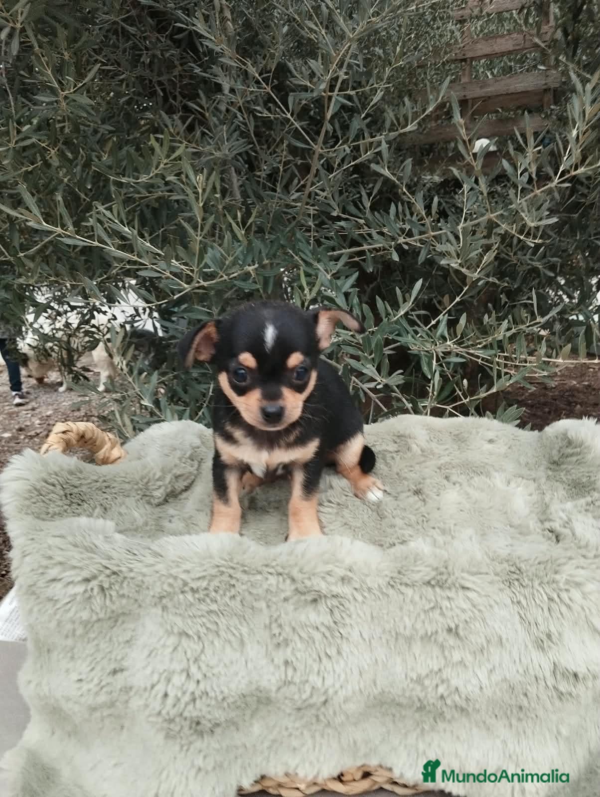 Chihuahua perros Gran camada de CHIHUAHUA. - Anuncio 2