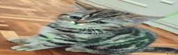 Británico de Pelo Corto gatos en venta: Gatos British Shortair - Anuncio 3
