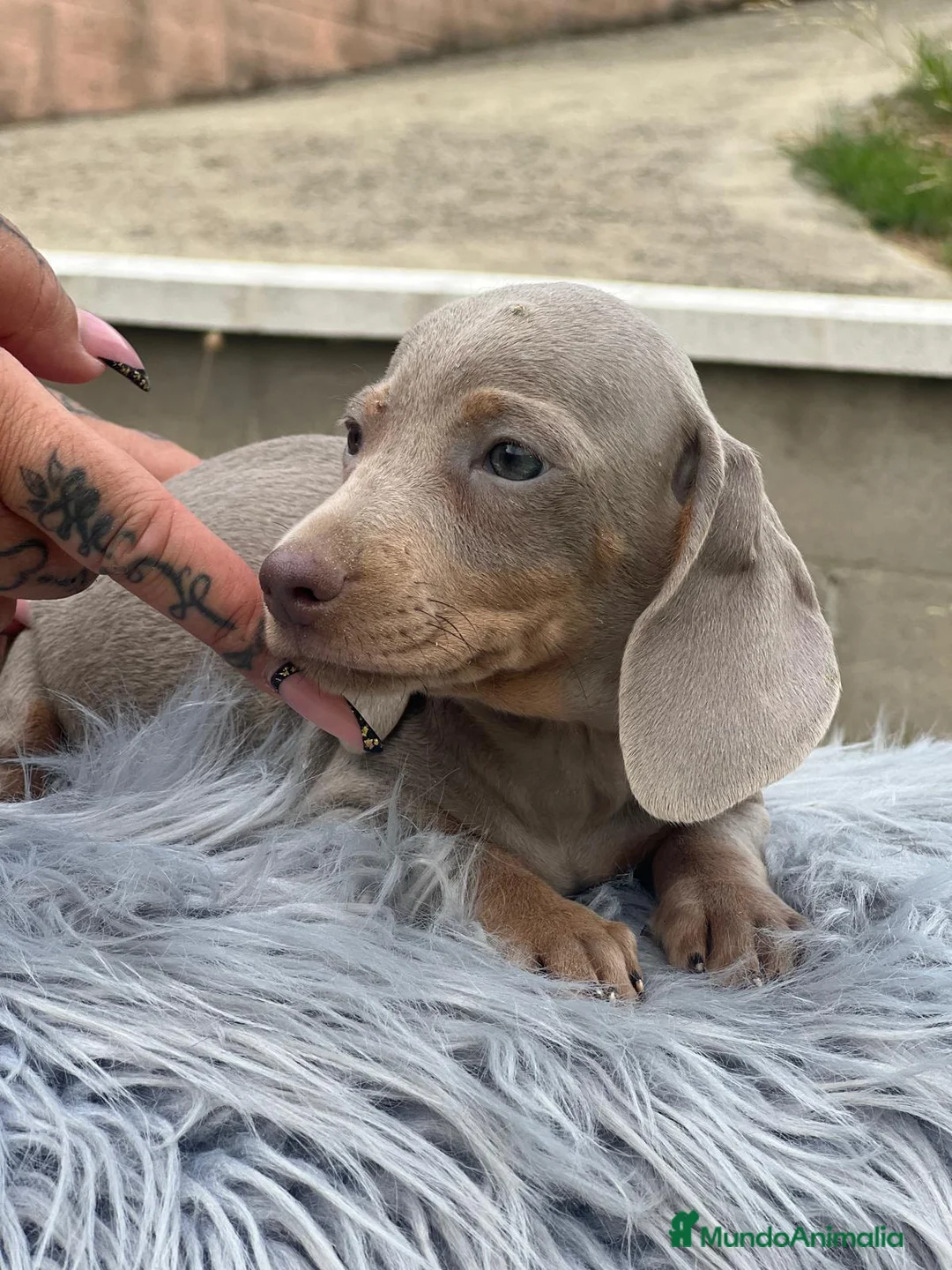 Teckel Miniatura perros en venta: TECKEL MINIATURA DISPONIBLES - Anuncio 8