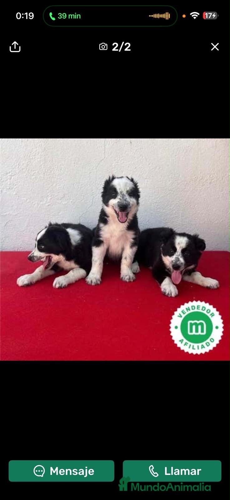 Border Collie perros en venta: Cachorros de Border collie - Anuncio 1