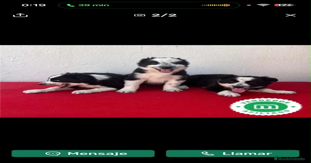 Cachorros de Border collie en venta en Sevilla | MundoAnimalia