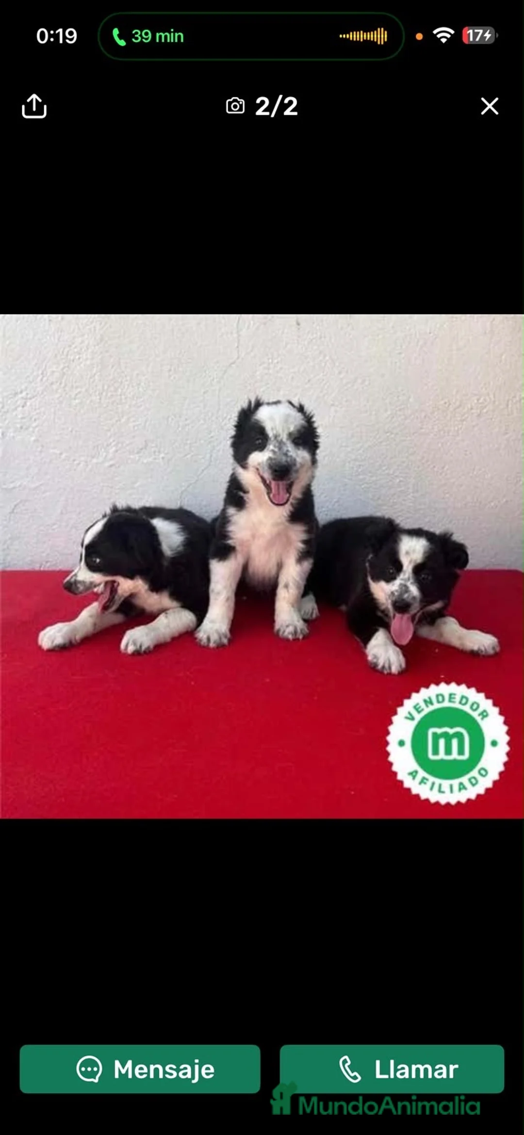 Border Collie perros en venta: Cachorros de Border collie - Anuncio 1