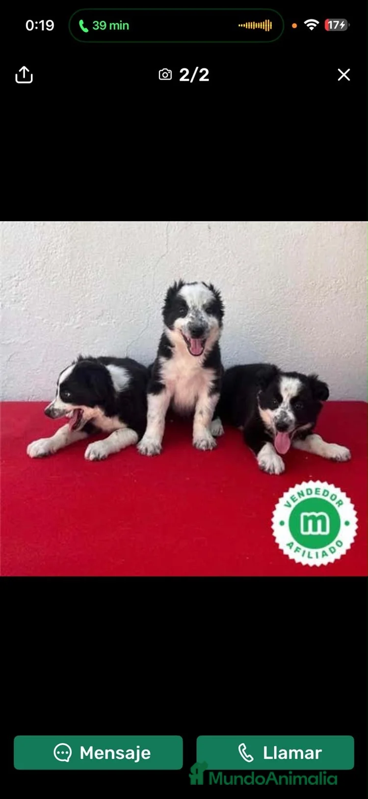 Cachorros de Border collie en venta en Sevilla | MundoAnimalia