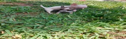 Chihuahua perros en venta: PRECIOSOS CHIHUAHUA RUSO Y ASIÁTICO  - Anuncio 19