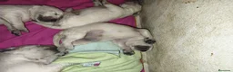 Golden Retriever perros en venta: GOLDEN RETRIEVER ESPECTACULAR CAMADA - Anuncio 9