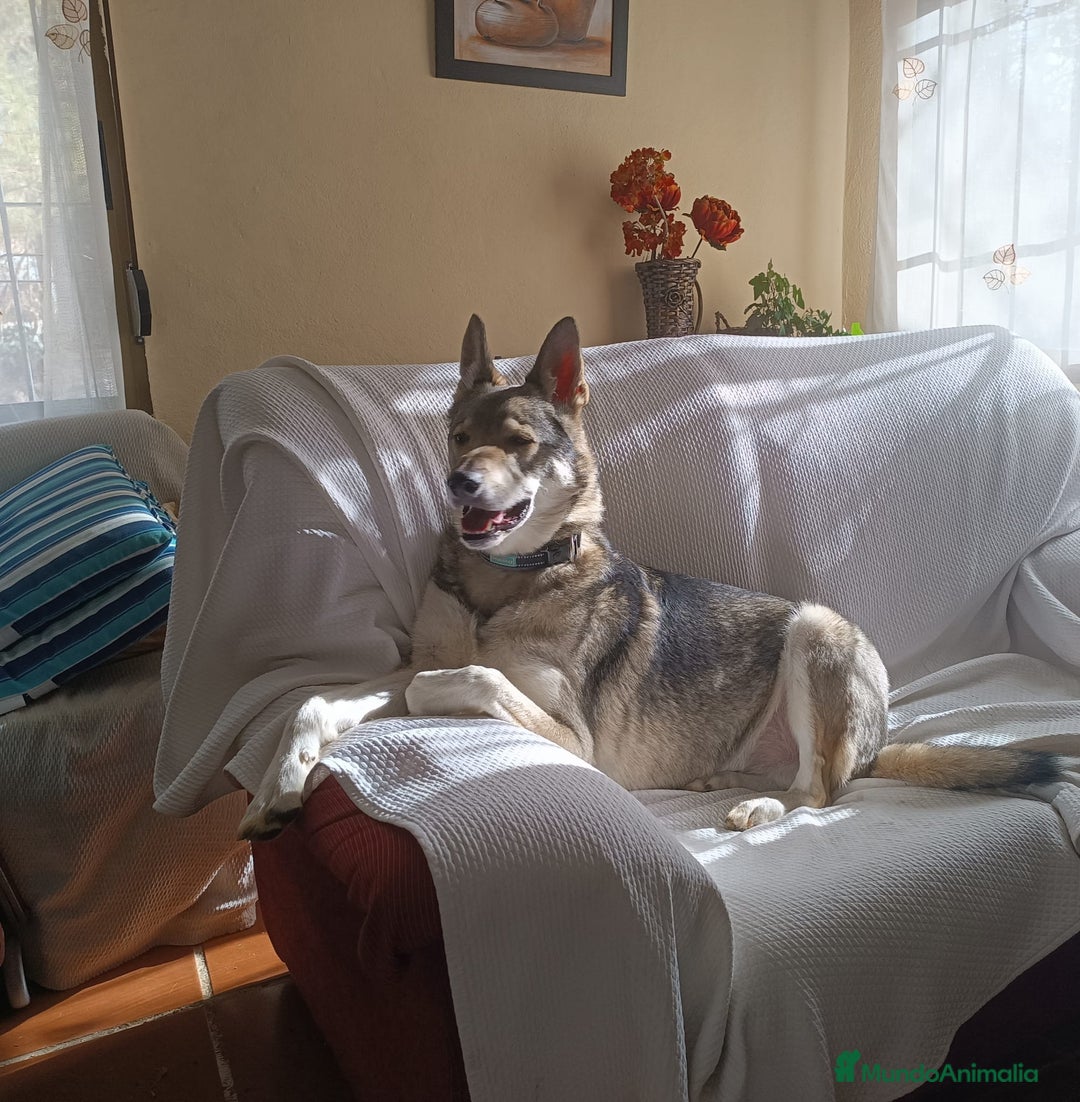 Perro Lobo Checoslovaco perros en adopcion: Perro lobo HERREÑO - Imagen 3