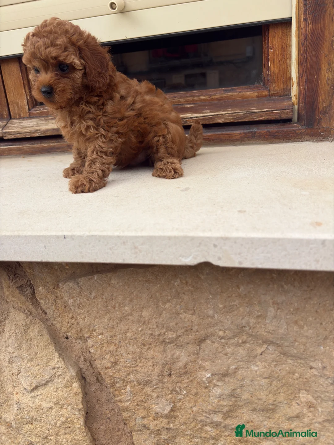 Caniche Toy perros en venta: Caniche Toy rojo - Anuncio 5