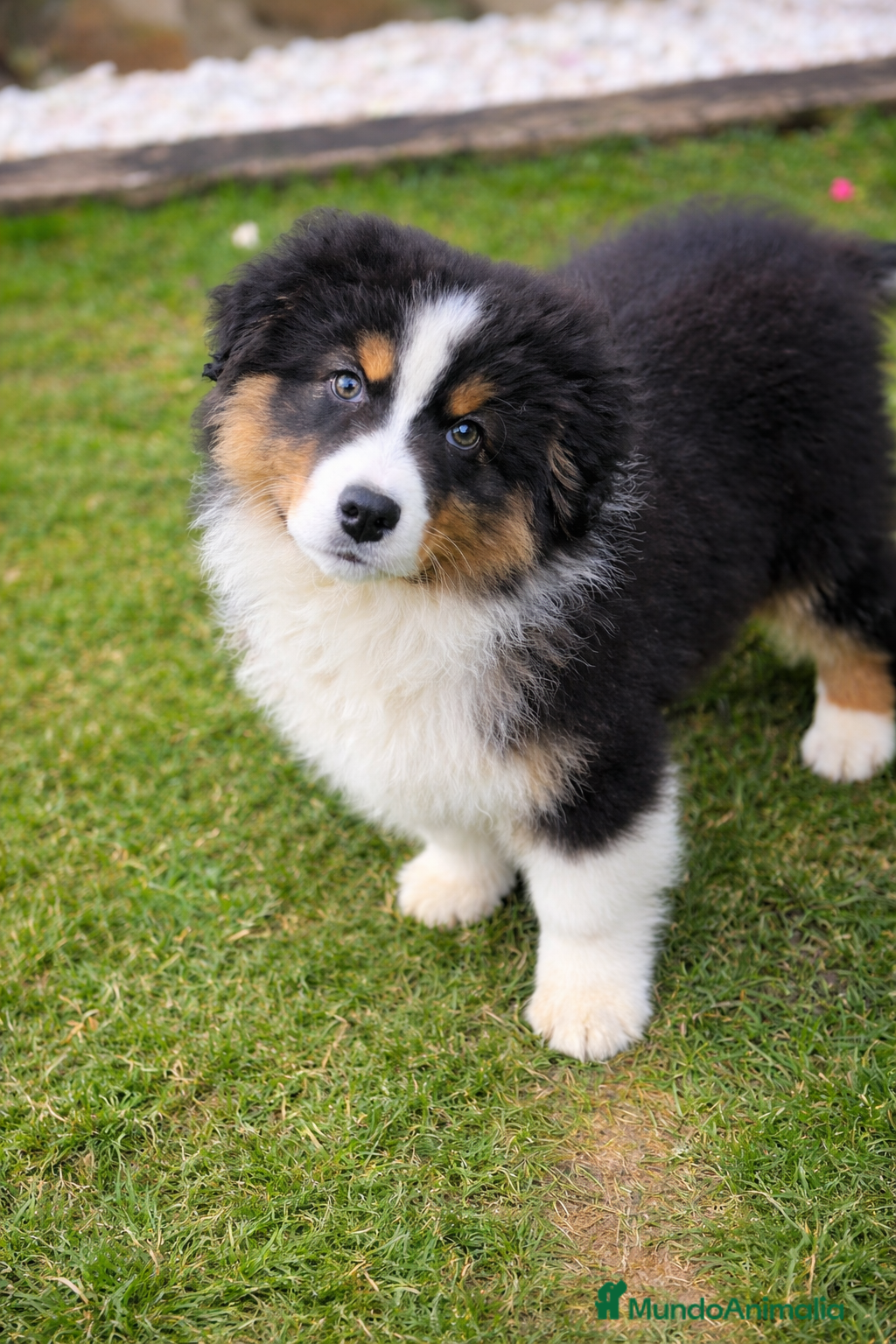 Pastor Australiano perros Cachorros de Pastor australiano  - Anuncio 2