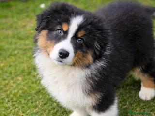 Pastor Australiano perros Cachorros de Pastor australiano - Anuncio 2