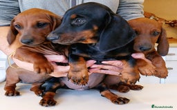 Teckel perros en venta: Teckel de pelo fino - Imagen 5