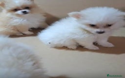 Pomerania perros en venta: Lulu pomerania mini toy  - Imagen 10