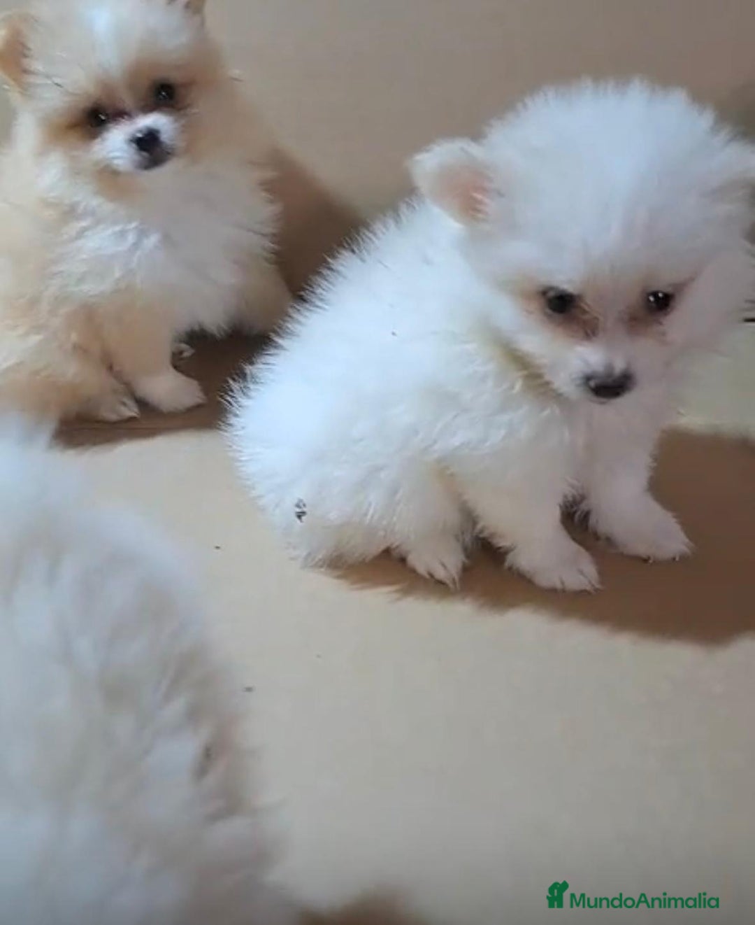 Pomerania perros en venta: Lulu pomerania mini toy  - Imagen 10
