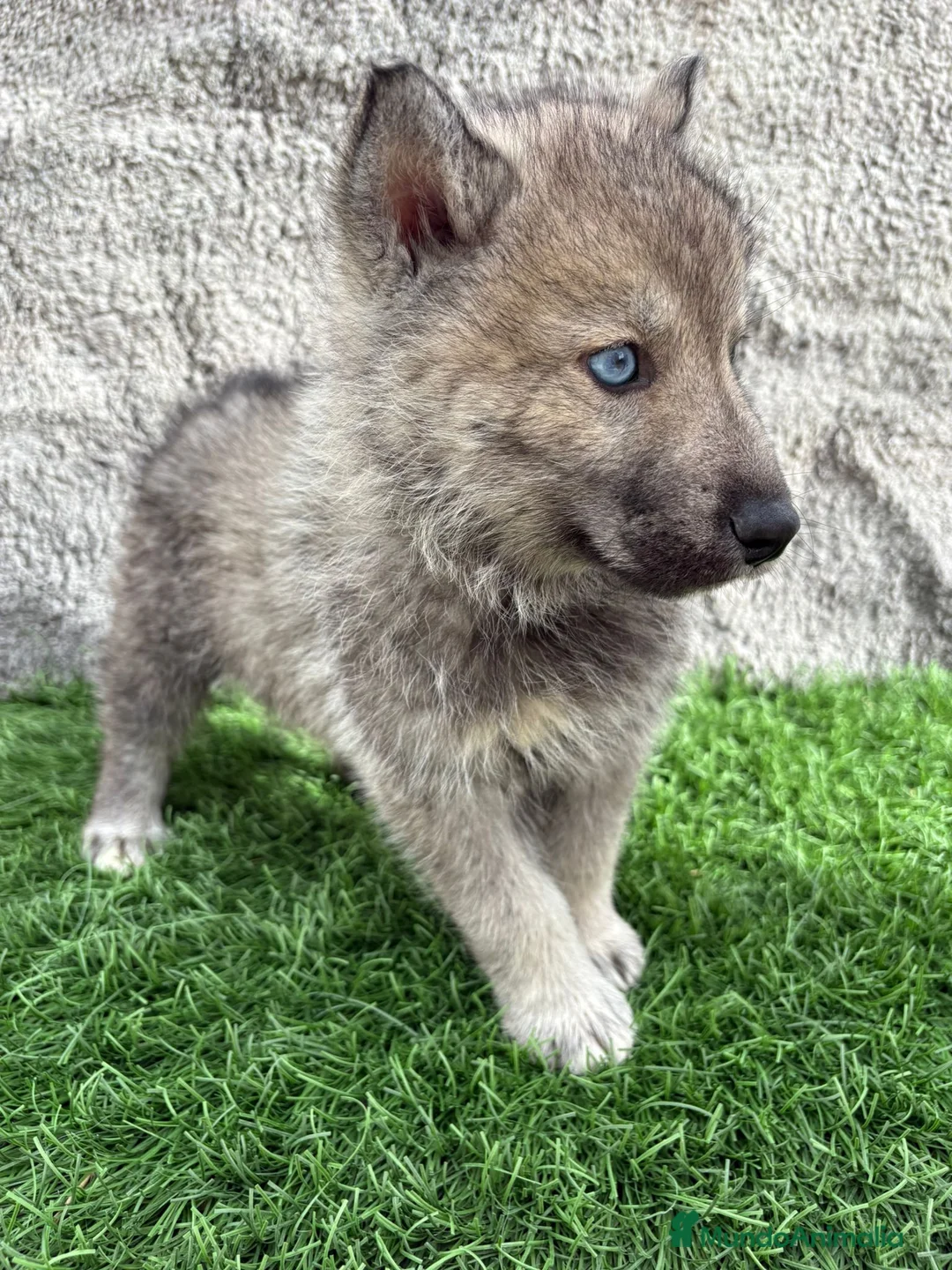 Husky Siberiano perros en venta: Macho de Husky siberiano agouti ojo azul  - Anuncio 8