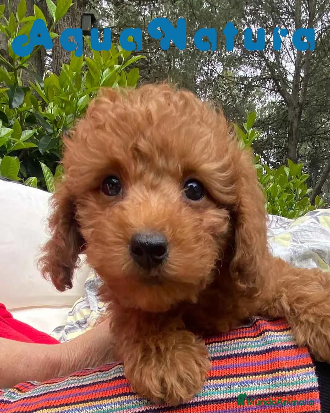 Caniche Enano perros en venta: Caniche Macho 7350 de Camila - AQUANATURA en Barcelona - Anuncio 3