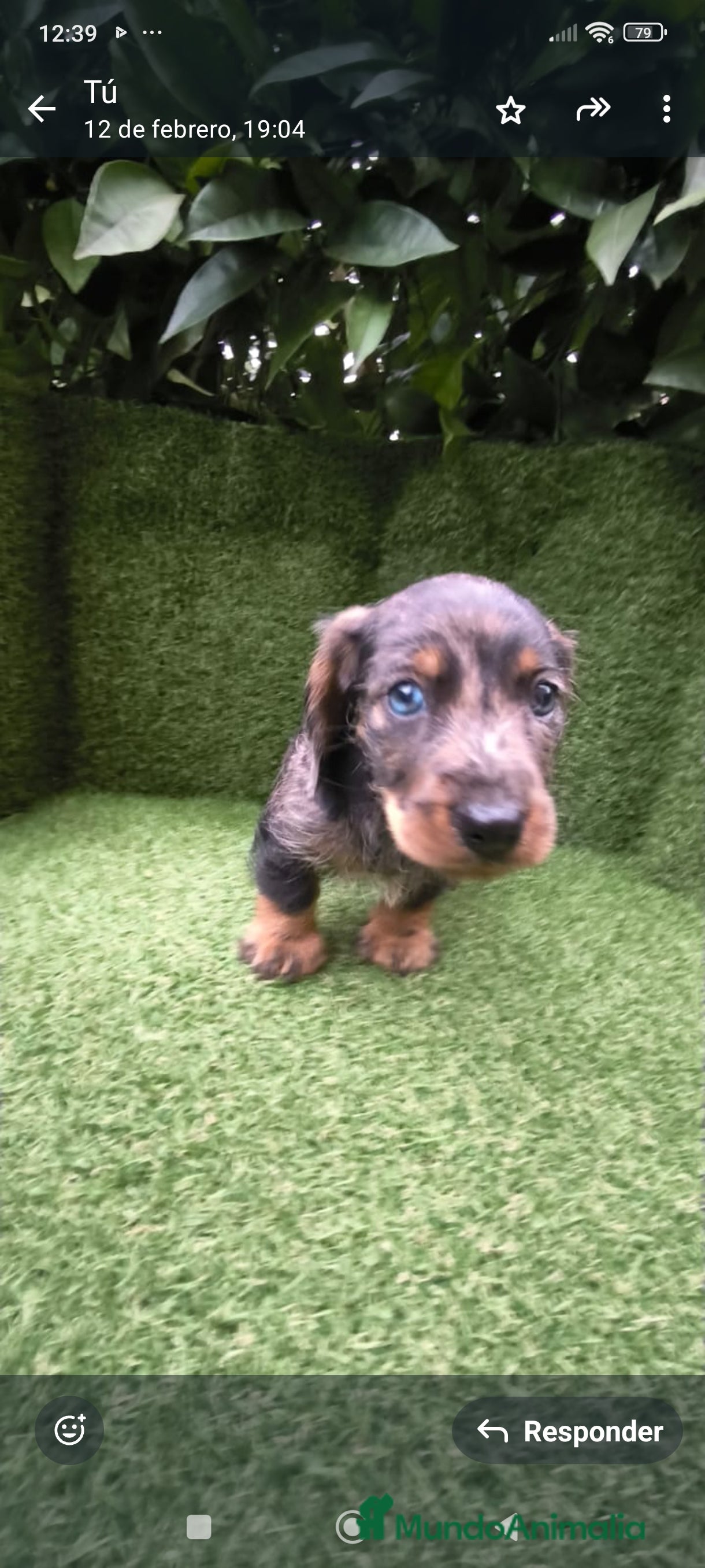 Teckel Miniatura perros teckel arlequín pelo basto miniatura  - Anuncio 1