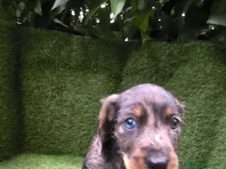 Teckel Miniatura perros teckel arlequín pelo basto miniatura - Anuncio 1