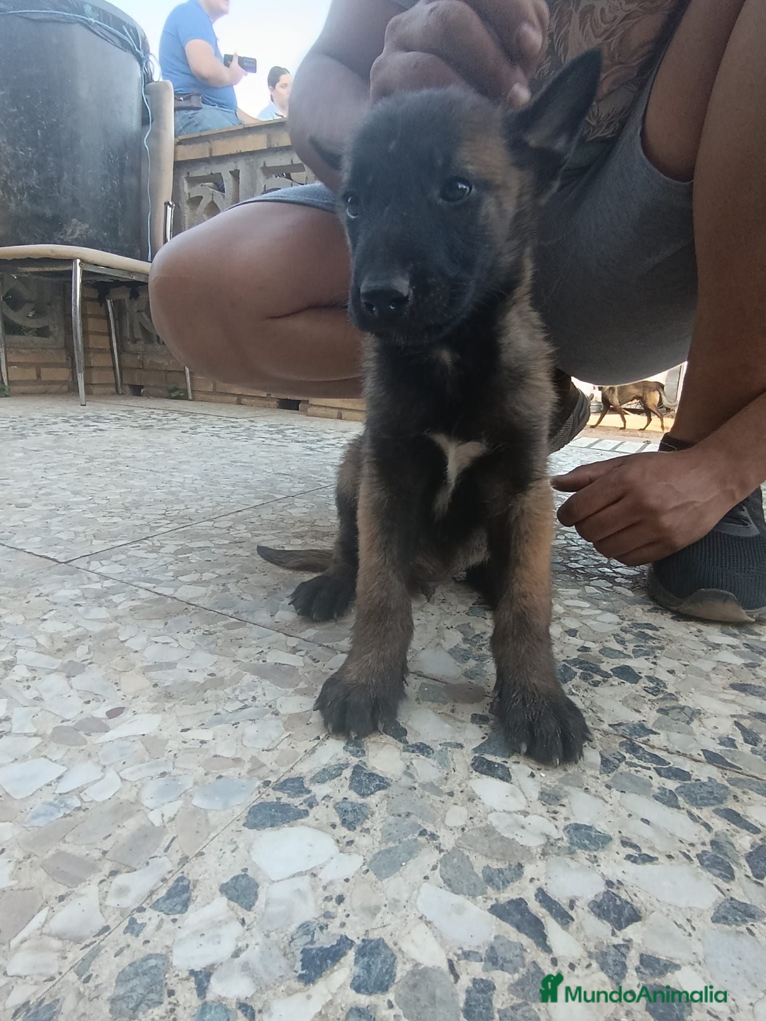 Pastor Belga Malinois perros Camada de pastor belga - Anuncio 1