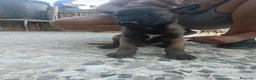 Pastor Belga Malinois perros en venta: Camada de pastor belga - Anuncio 1