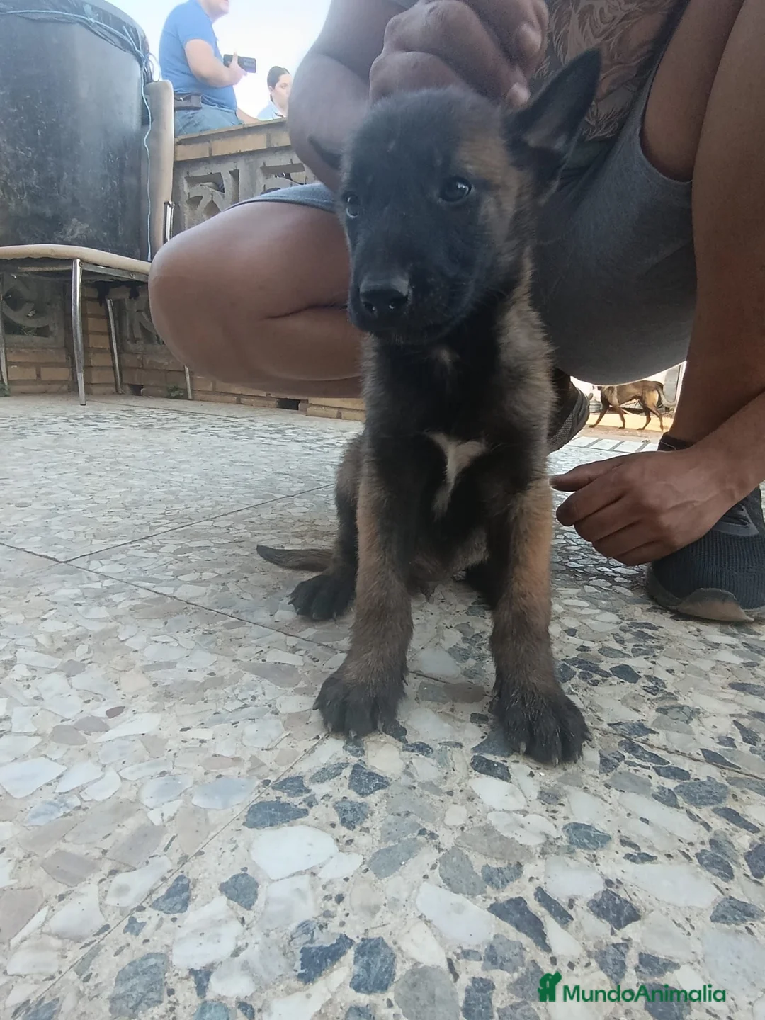 Pastor Belga Malinois perros en venta: Camada de pastor belga - Anuncio 1