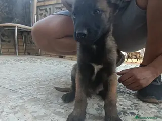 Pastor Belga Malinois perros Camada de pastor belga - Anuncio 1