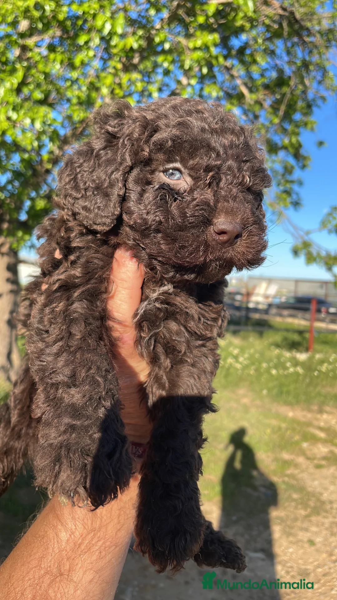 Perro de Agua Español perros en venta: Perro de agua español - Anuncio 2