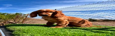 Cocker Spaniel Inglés 4