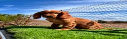Cocker Spaniel Inglés perros en venta: Cocker inglés disponibles💙🐾 - Anuncio 6