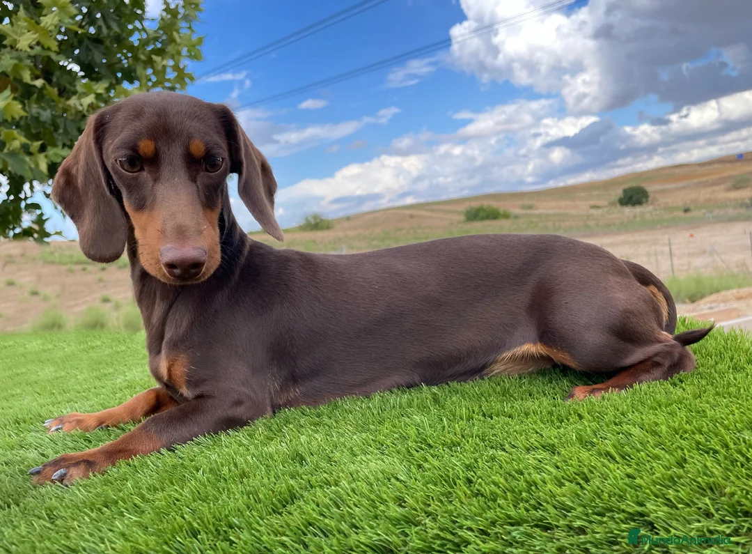 Teckel Miniatura perros en venta: Teckel pelo corto  - Anuncio 2