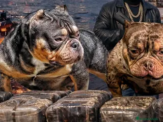 American Bully perros Macho American Bully - Anuncio 1