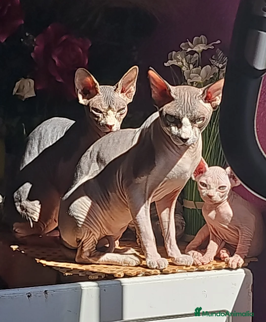 Sphynx gatos en venta: GATOS SPHYNX en Alicante - Anuncio 1