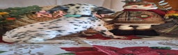 Dálmata perros en venta: DALMATA  - Anuncio 8