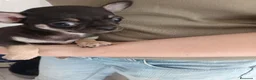 Chihuahua perros en venta: Chihuahuas macho y hembra  - Anuncio 5