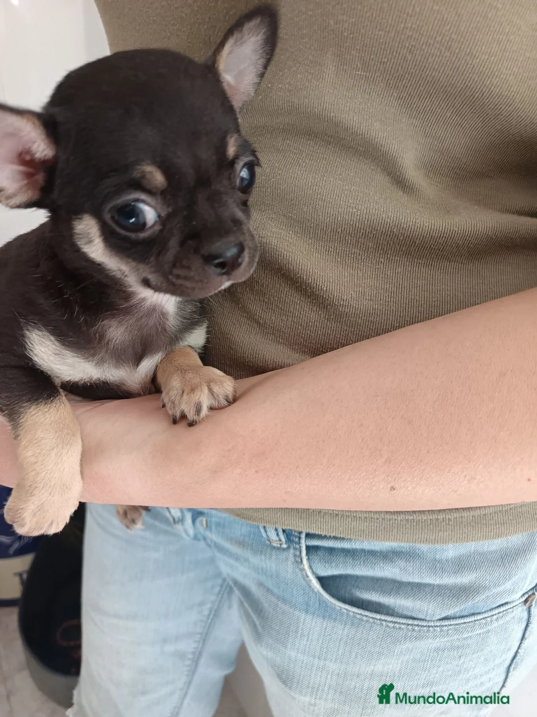 Chihuahua perros en venta: Chihuahuas macho y hembra  - Anuncio 5