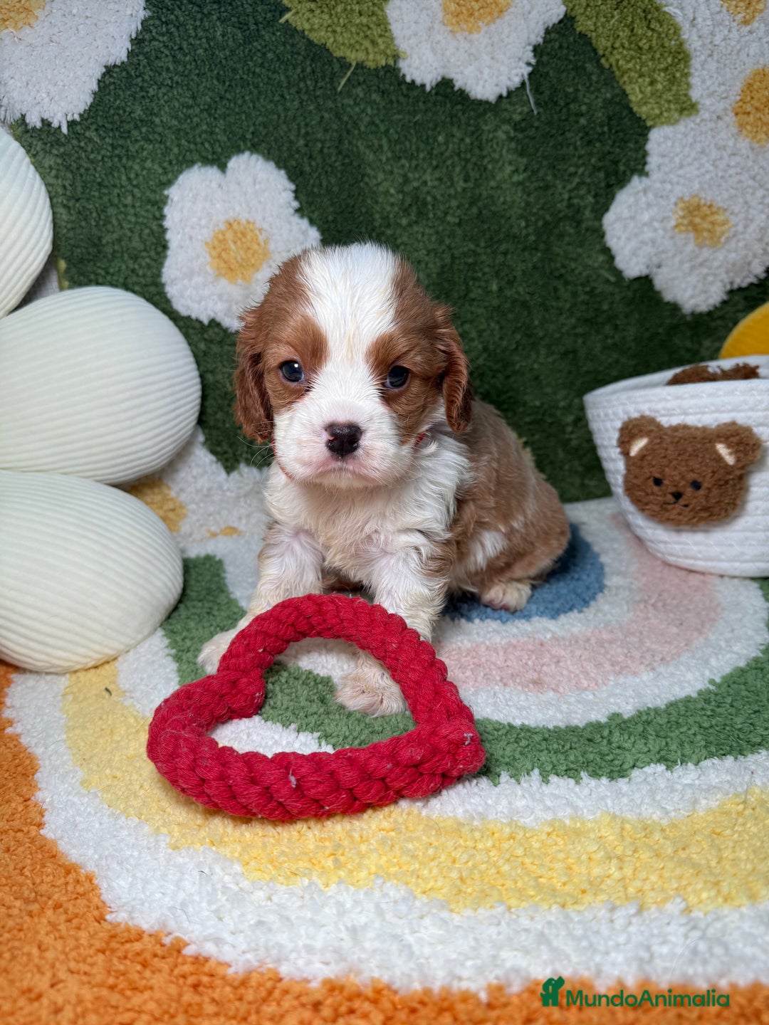 Cavalier King Charles Spaniel perros en venta: Machos Cavalier King Charles - Imagen 2