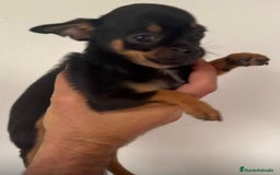 Chihuahua perros en venta: Chihuahuas merles - Imagen 8