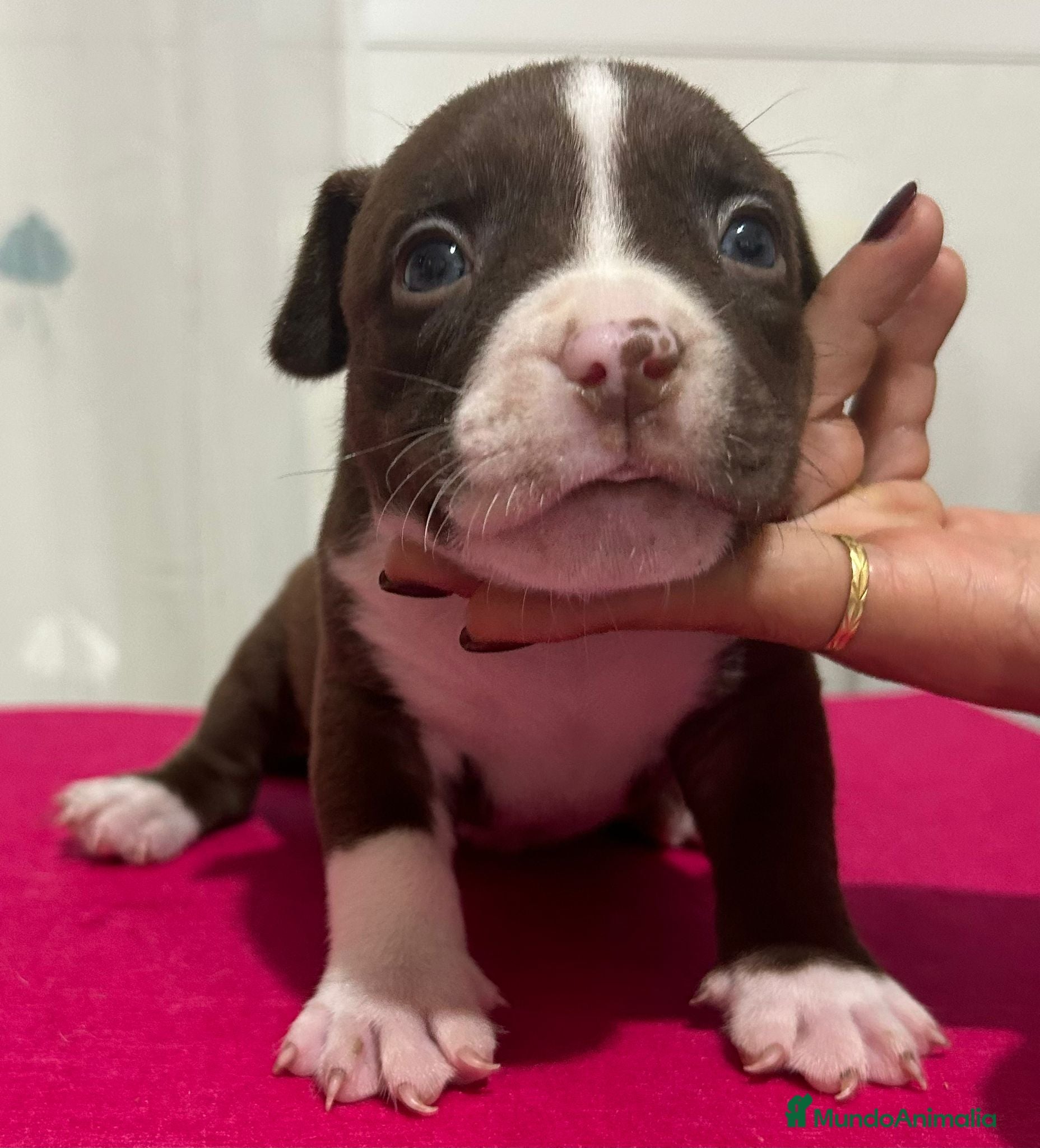 American Bully perros Camada de American Bully en Madrid - Anuncio 2