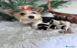 Yorkshire Terrier perros en venta: YORKSHIRE BIEWER - Imagen 12