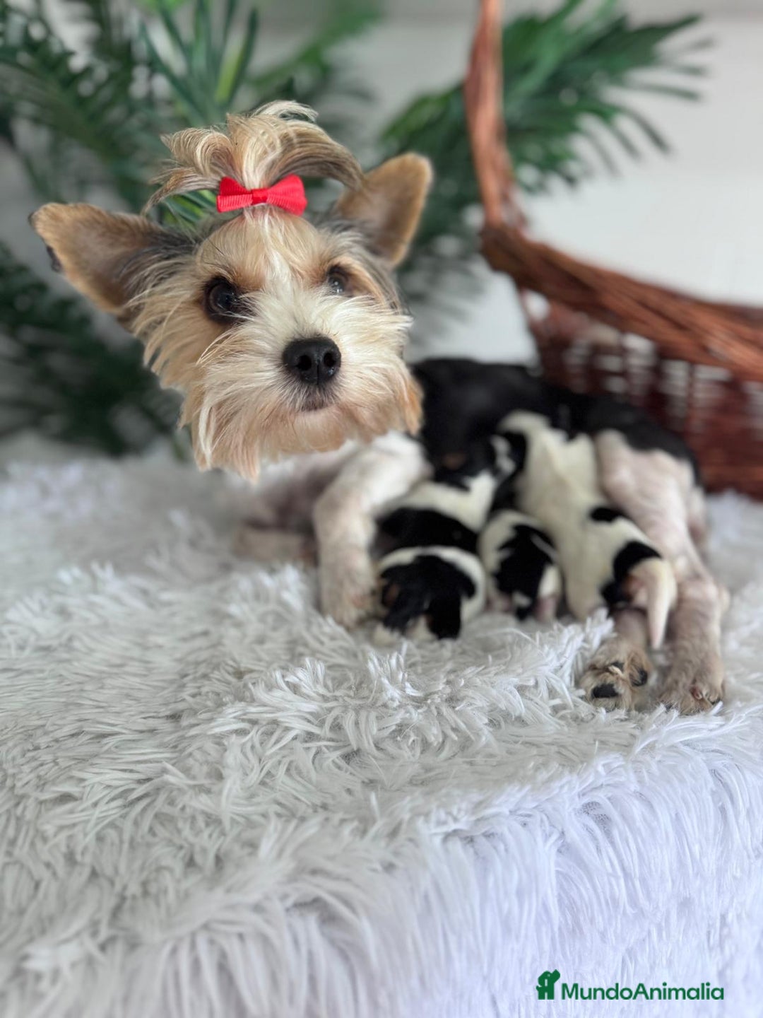 Yorkshire Terrier perros en venta: YORKSHIRE BIEWER - Imagen 12