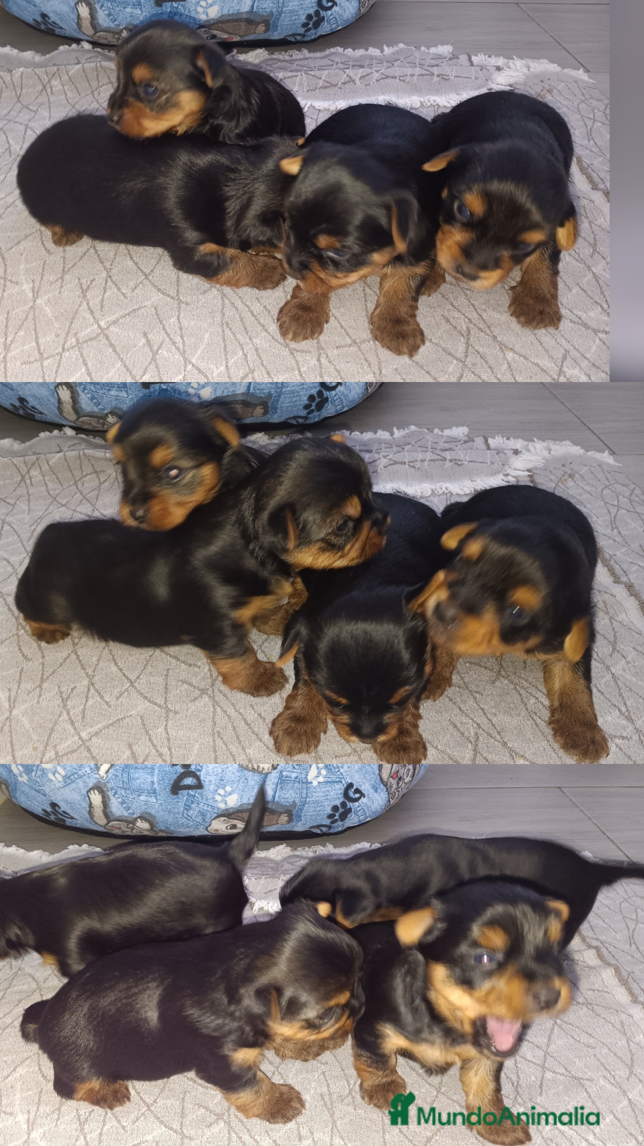 Yorkshire Terrier perros Yorkside  - Anuncio 1