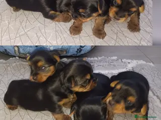Yorkshire Terrier perros Yorkside - Anuncio 1