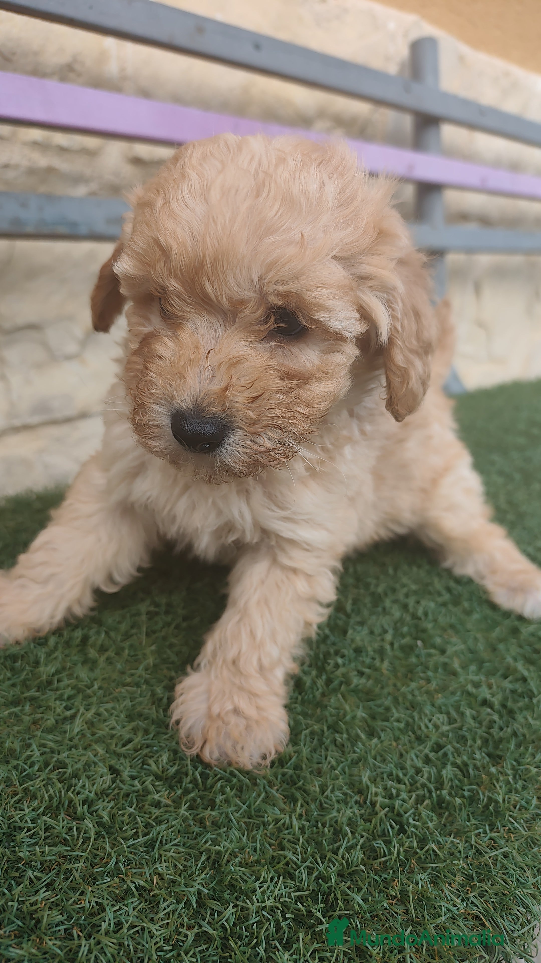 Caniche Toy perros Machos apricot 💛 - Anuncio 1