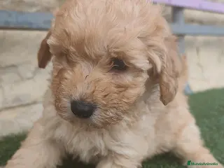 Caniche Toy perros Machos apricot 💛 - Anuncio 1