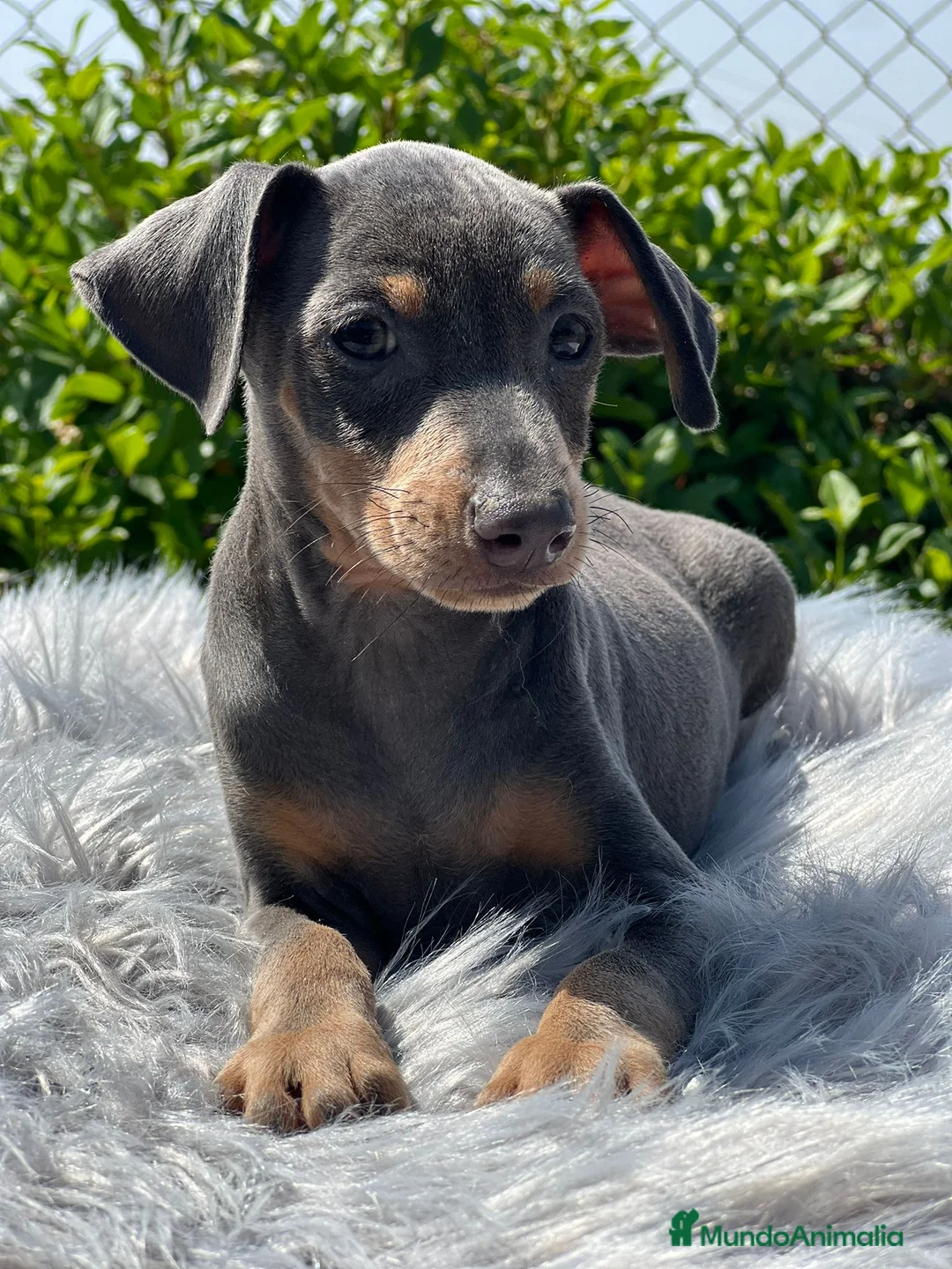 Pinscher Miniatura perros en venta: Mini pincher  - Anuncio 2