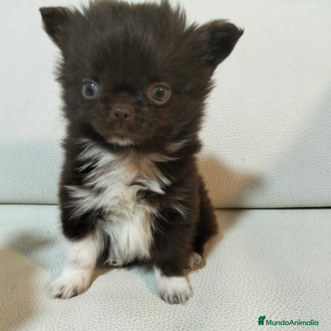 Chihuahua perros en venta: Chihuahua De Pelo Largo - Anuncio 2