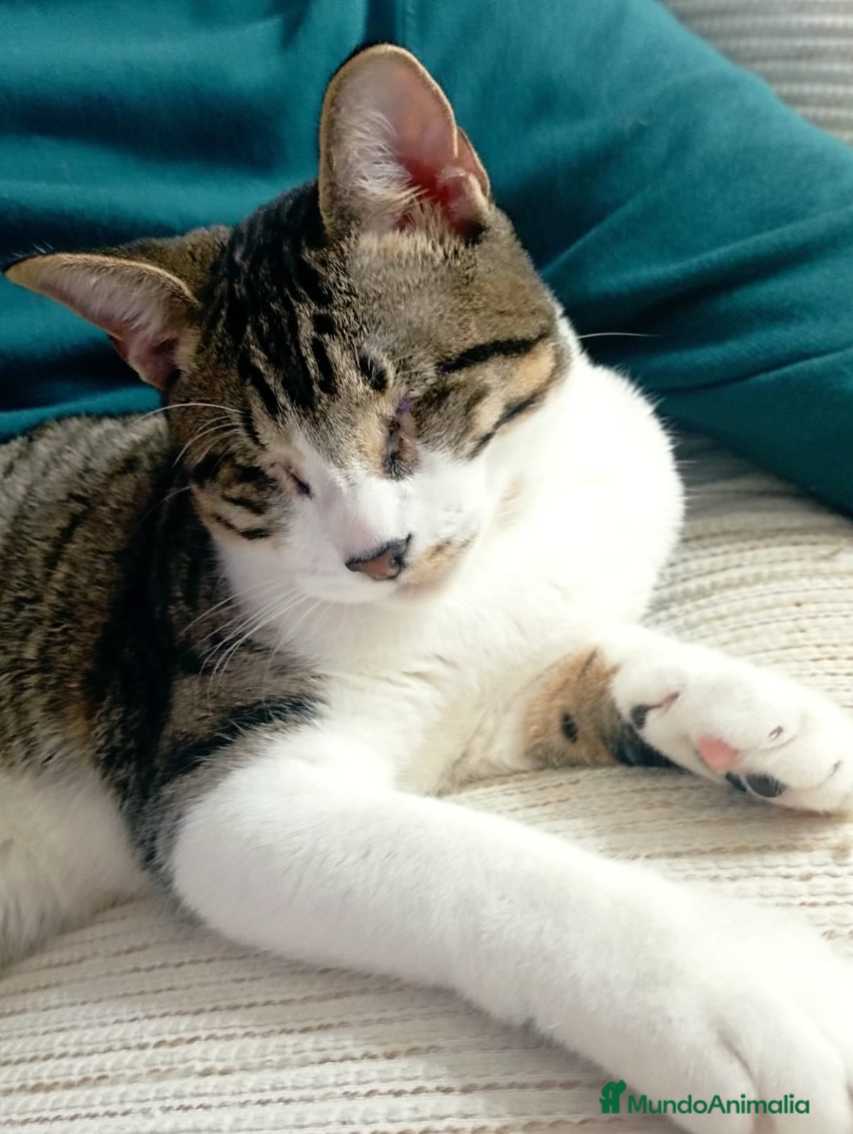 Europeo de Pelo Corto gatos LUCIA ADOPTADA - Anuncio 3