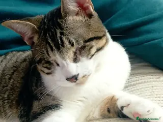 Europeo de Pelo Corto gatos LUCIA ADOPTADA - Anuncio 3