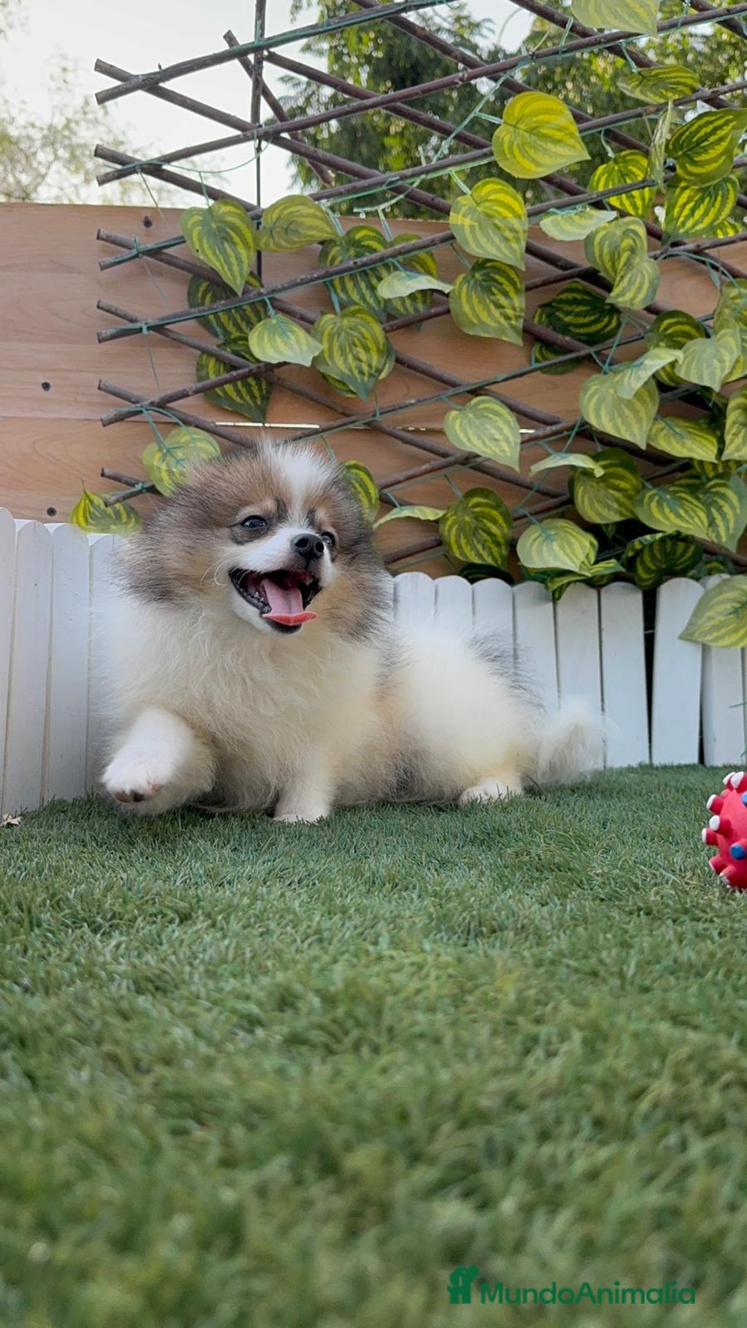 Pomerania perros en venta: POMERNIA MACHO - Imagen 4