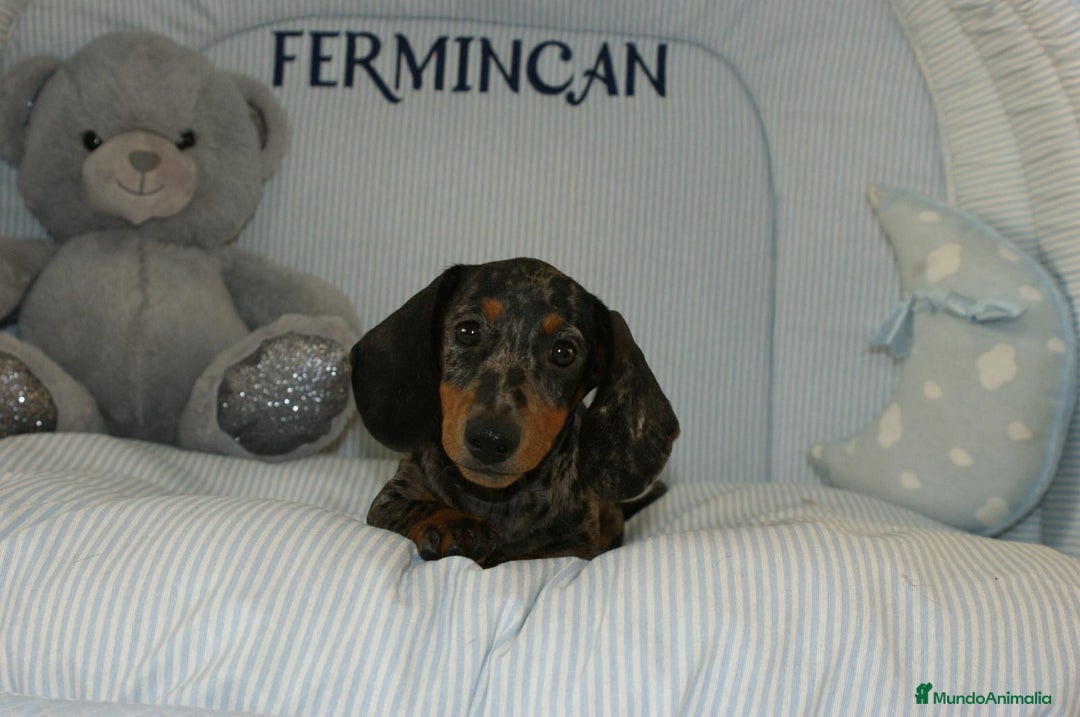 Teckel perros en venta: TECKEL KANINCHEN ARLEQUÍN PLATA  - Anuncio 2