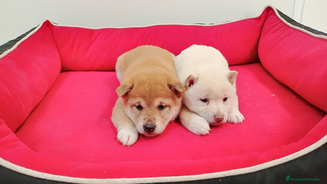 Shiba Inu perros en venta: Shiba inu - Imagen 2